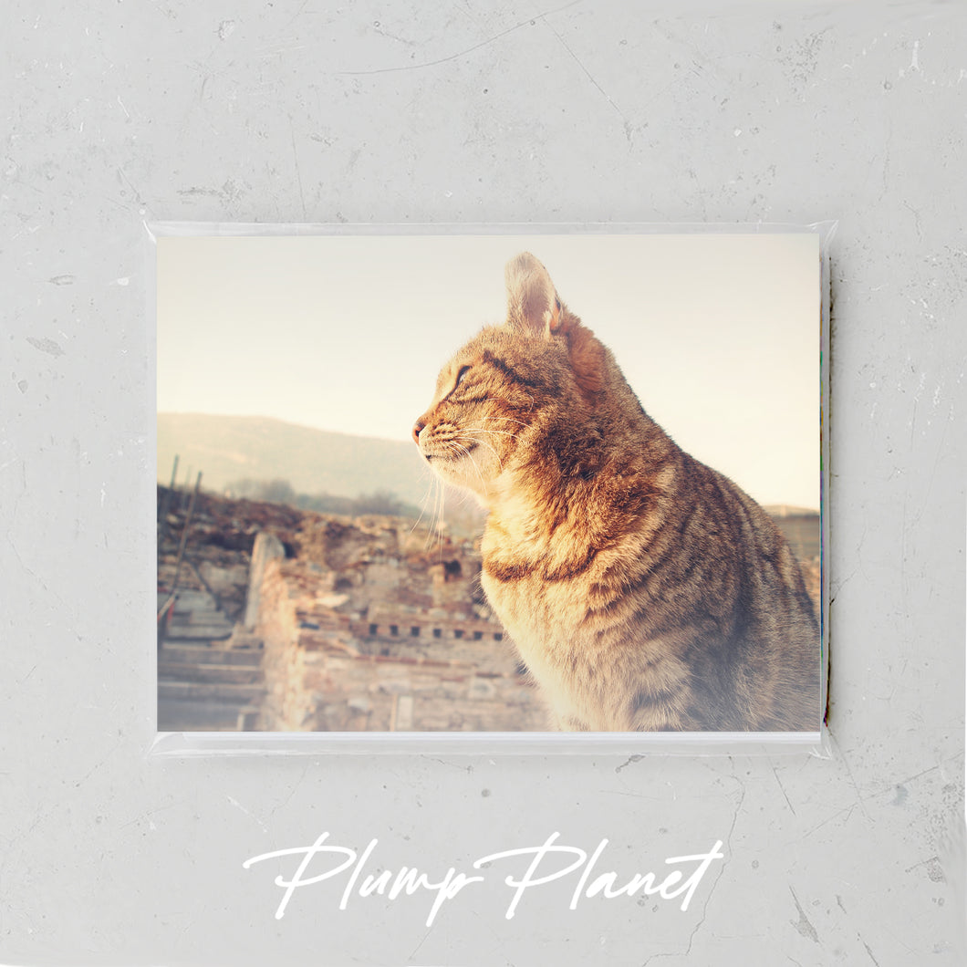 Cat in Turkey【Plump Planet Postcard】