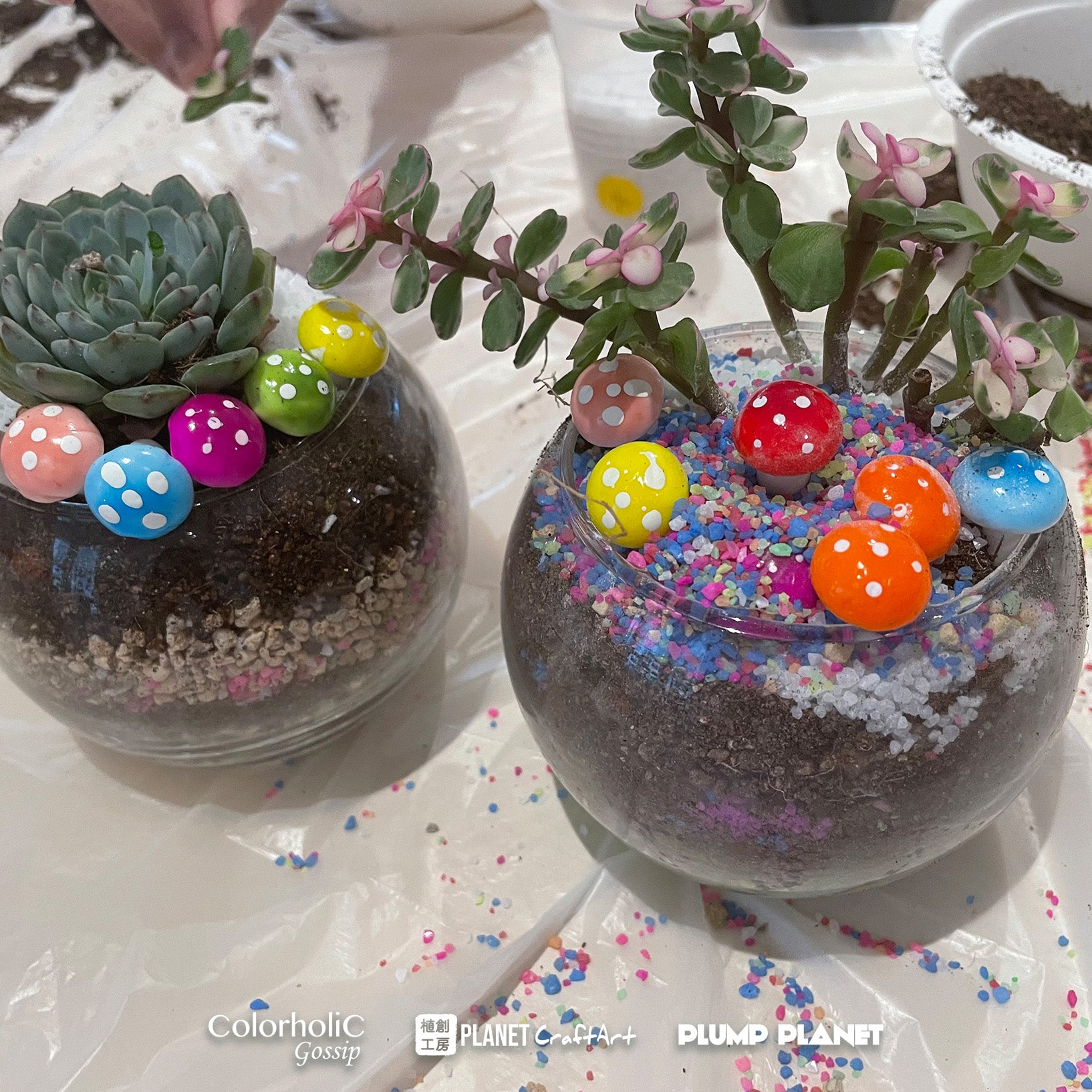 PlanetCraft 玻璃小圓球多肉製作體驗