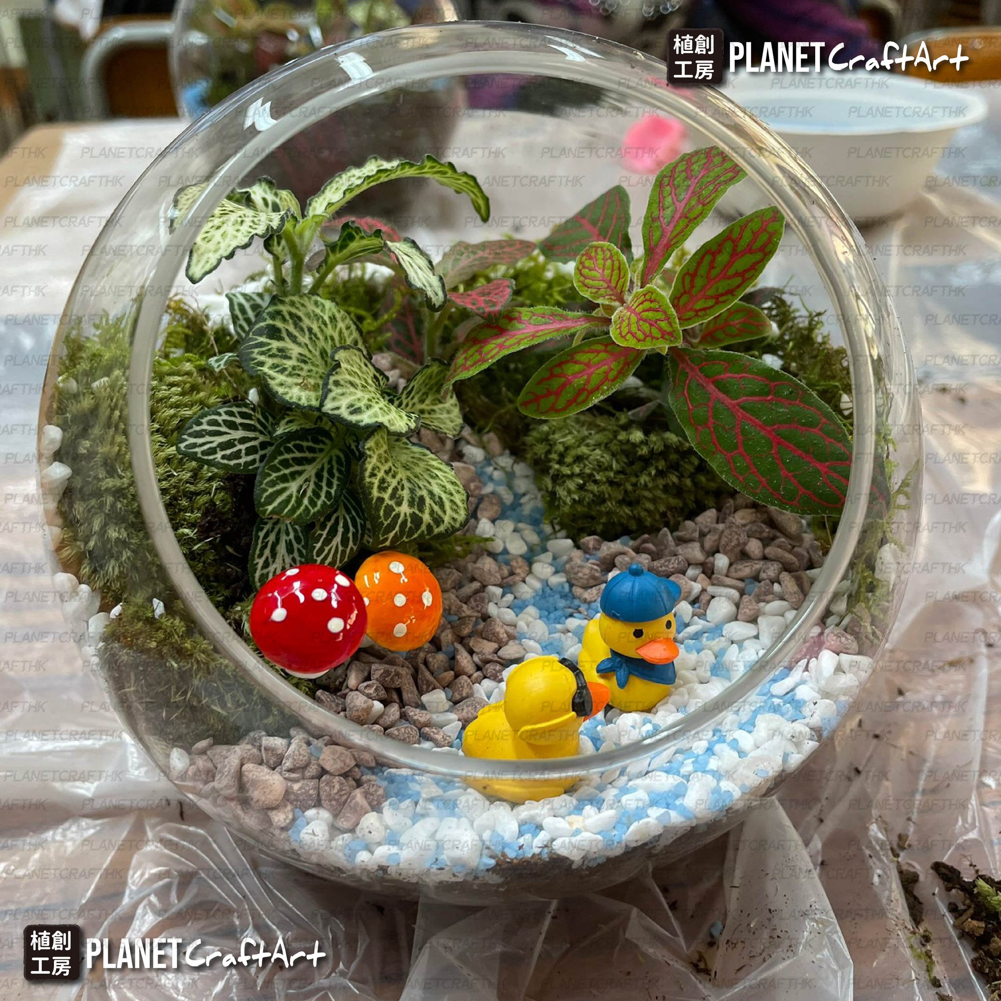 PlanetCraft 苔蘚盆景生態工作坊  (上門/外展活動定制/體驗工作坊)