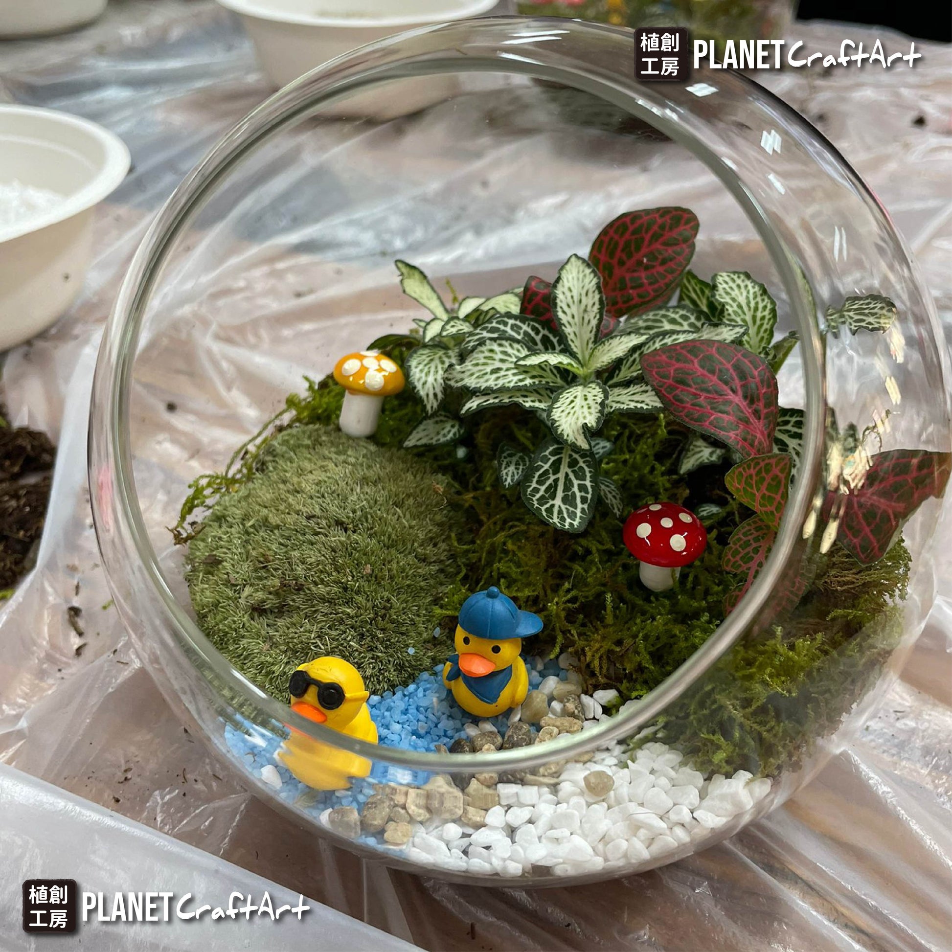 PlanetCraft 苔蘚盆景生態工作坊  (上門/外展活動定制/體驗工作坊)