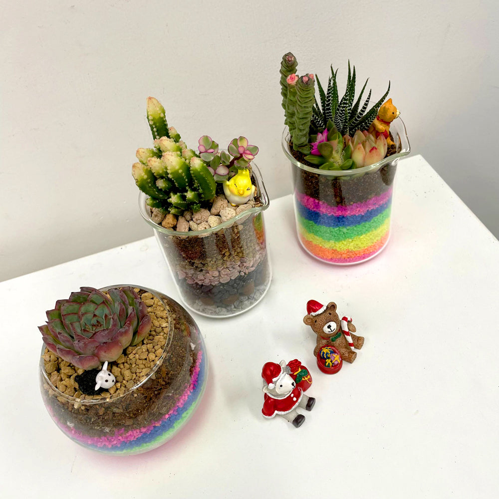 PlanetCraft Succulent Glass Bonsai Experience