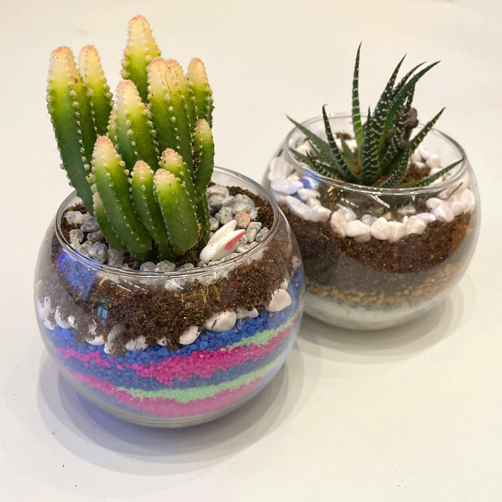 PlanetCraft Succulent Glass Bonsai Experience