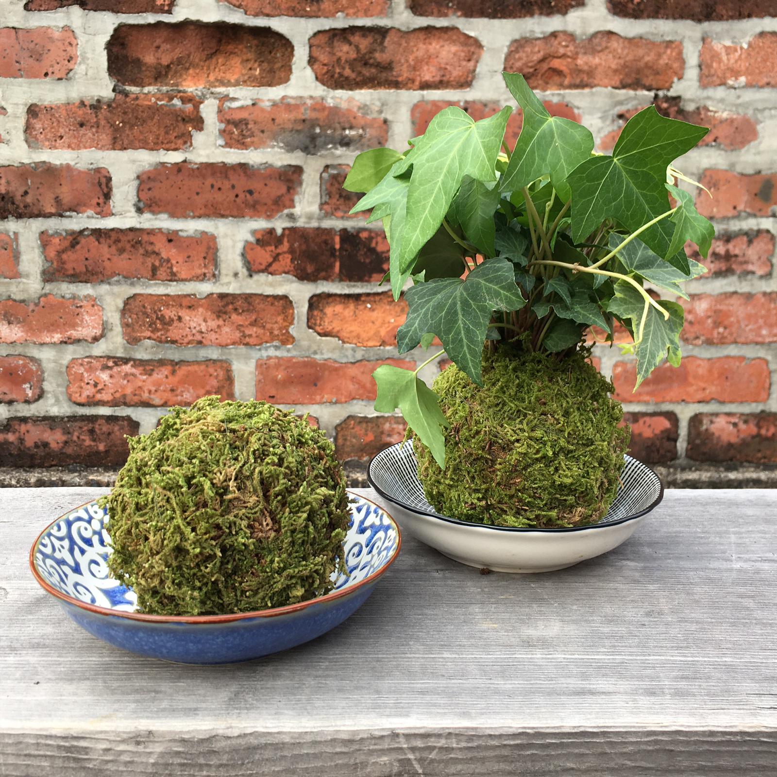 PlanetCraft 日式苔玉工作坊 (活動定制/體驗工作坊)【盆栽植物】
