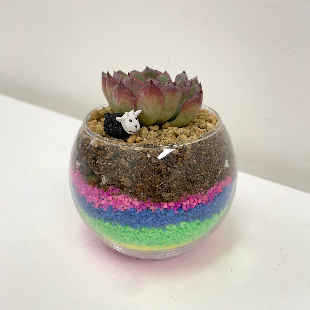 PlanetCraft Succulent Glass Bonsai Experience