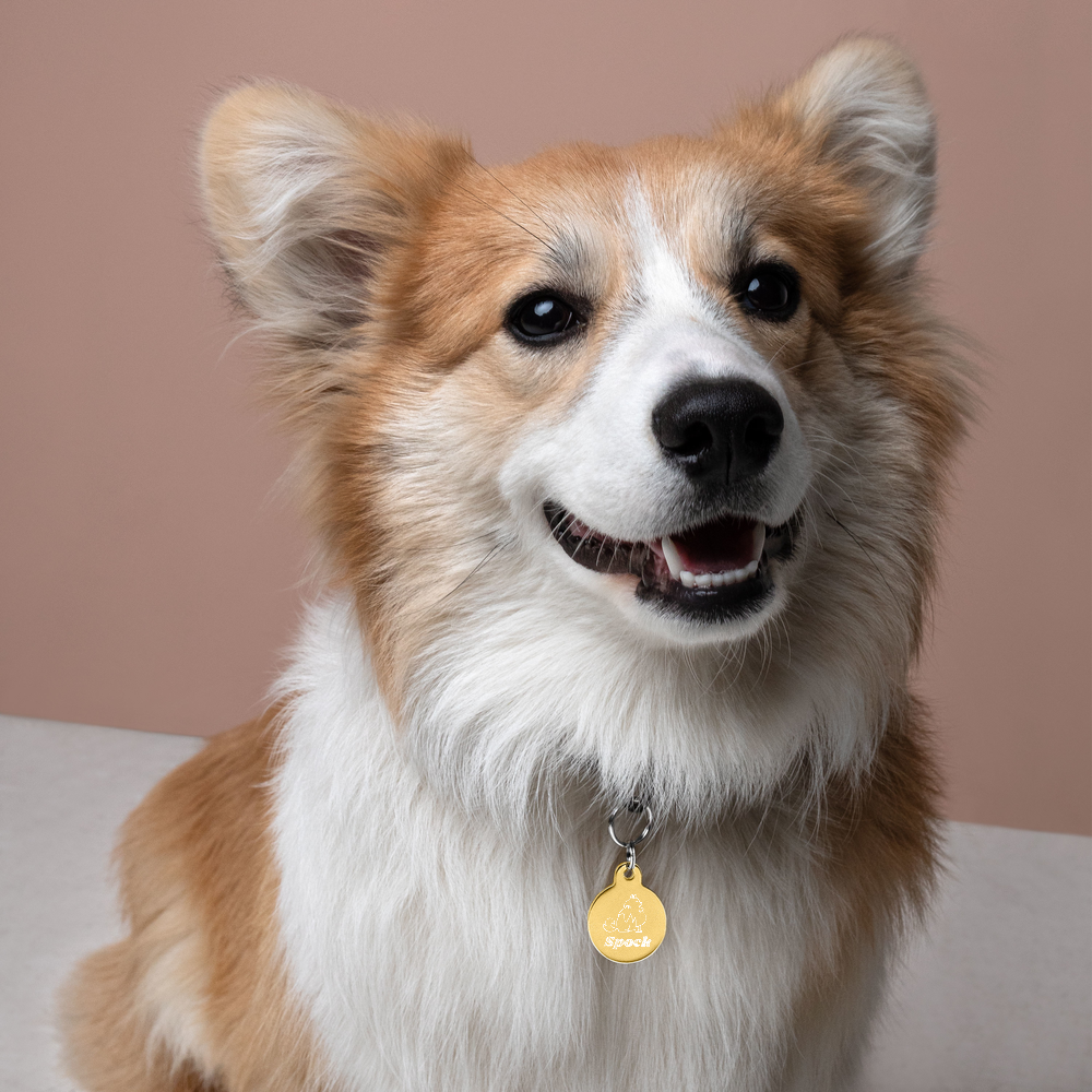 【Dog狗狗】客製化黃銅雕刻項圍名牌 Customized Engraved Pet ID tag