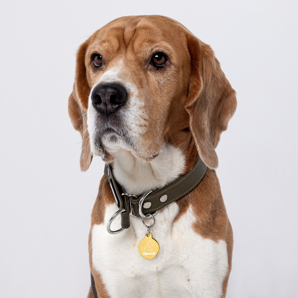 【Dog狗狗】客製化黃銅雕刻項圍名牌 Customized Engraved Pet ID tag